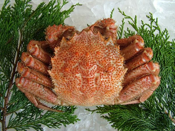 Jj̎ޖуKj